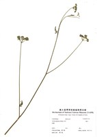 藏品(竊衣)的圖片